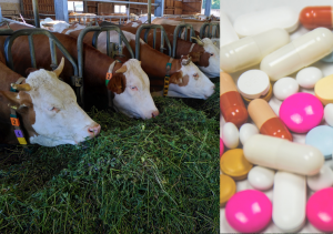 Antimicrobienele sunt folosite excesiv în hrana animalelor. Foto Unsplash